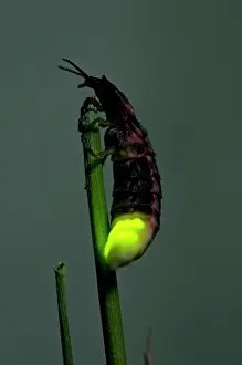 Holds: Common Glow-worm - female - attracts males by glowing