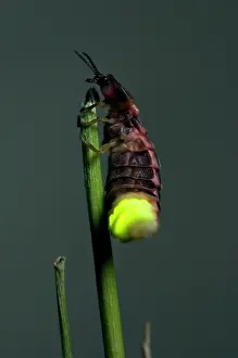 Attract: Common Glow-worm - female - glowing on a cut grass
