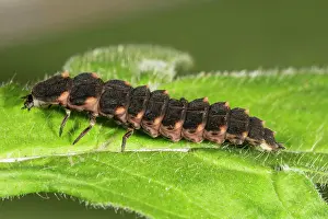Noctiluca: Common glow-worm (Lampyris noctiluca) Female on