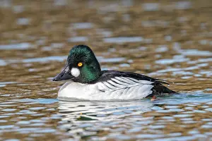Goldeneye: Common Goldeneye