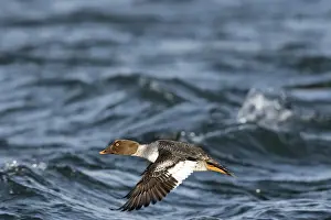 Goldeneye: Common Goldeneye