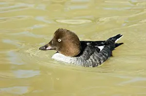 Goldeneye: Common Goldeneye