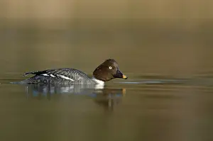 Goldeneye: Common Goldeneye