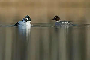 Goldeneye: Common Goldeneye