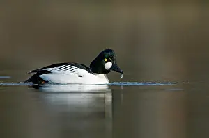 Goldeneye: Common Goldeneye