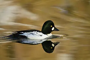 Goldeneye: Common Goldeneye