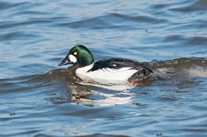 Goldeneye: Common Goldeneye