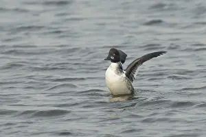 Goldeneye: Common Goldeneye