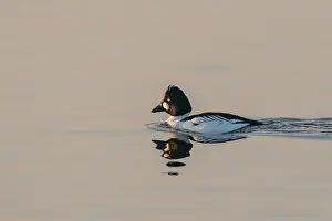 Goldeneye: Common Goldeneye