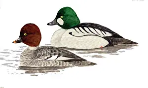 Goldeneye: Common Goldeneye
