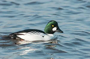 Goldeneye: Common Goldeneye