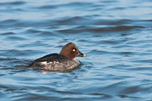 Goldeneye: Common Goldeneye