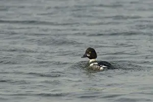 Goldeneye: Common Goldeneye