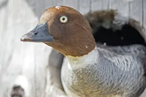Nestbox: Common Goldeneye adult female at entrance of nesting box