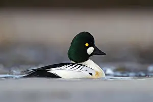 Finnish: Common Goldeneye (Bucephala clangula), male, Kainuu