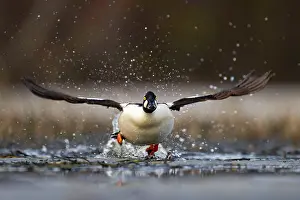 Finnish: Common Goldeneye (Bucephala clangula), male in departure