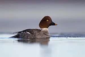 Finnish: Common Goldeneye (Bucephala clangula), female, Kainuu