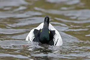 Goldeneye: Common goldeneye (Bucephala clangula), adult male