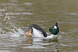 Goldeneye: Common goldeneye (Bucephala clangula), adult male