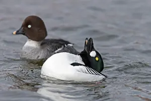 Goldeneye: Common goldeneye (Bucephala clangula), adult pair