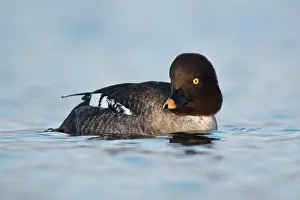 Goldeneye: Common Goldeneye (Bucephala clangula), Emsland