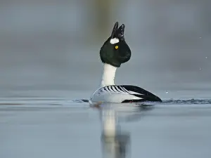 Goldeneye: Common Goldeneye (Bucephala clangula) male perf