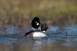 Finnish: Common Goldeneye (Bucephala clangula), pair on water
