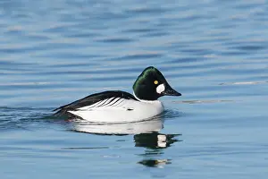 Drake: Common Goldeneye drake