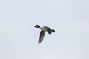 Drake: Common Goldeneye drake flight