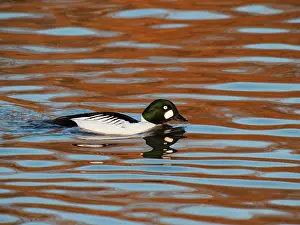 Drake: Common Goldeneye - drake swimming Bucephala clangula