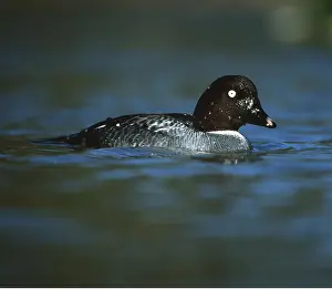 Goldeneye: Common Goldeneye Duck - in water