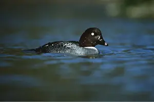 Goldeneye: COMMON GOLDENEYE DUCK - on water