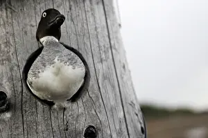Goldeneyes: Common Goldeneye - looking out from in nest