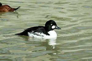 Goldeneye: Common Goldeneye male