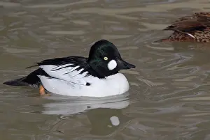 Goldeneye: Common Goldeneye Male