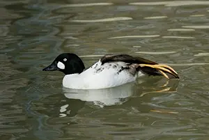 Goldeneye: Common Goldeneye Male Stretching
