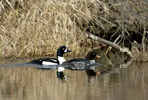 Goldeneyes: Common Goldeneye, pair swimming in pond