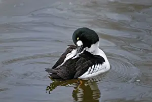 Clangula: Common Goldeneye preening