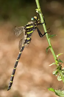 Cordulegaster: Common Goldenring / Golden-ringed Dragonfly - male
