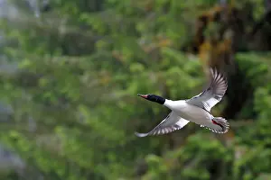 Goosanders: Common Goosander - male in flight