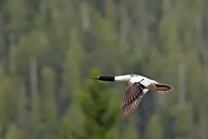 Goosanders: Common Goosander - male in flight