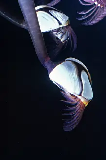 Anatifera: Common Goose Barnacle