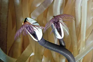 Increasing: Common Goose Barnacle - an indicator species for