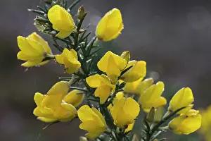 Gorse: Common Gorse