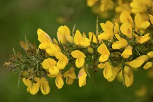 Ulex: Common gorse in flower