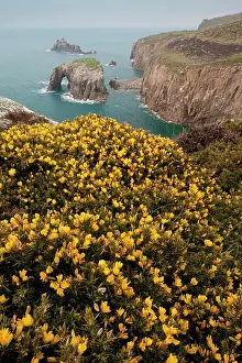 Gorse: Common Gorse - in flower