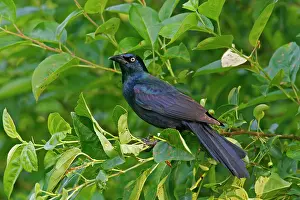 Quiscula: Common Grackle