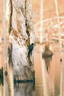 Icterid: Common Grackle