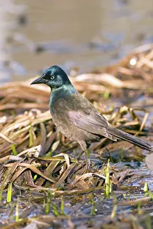 Icterid: Common Grackle