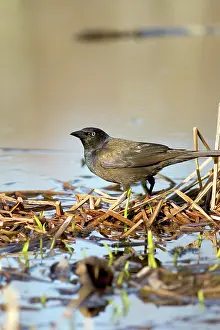 Icterid: Common Grackle